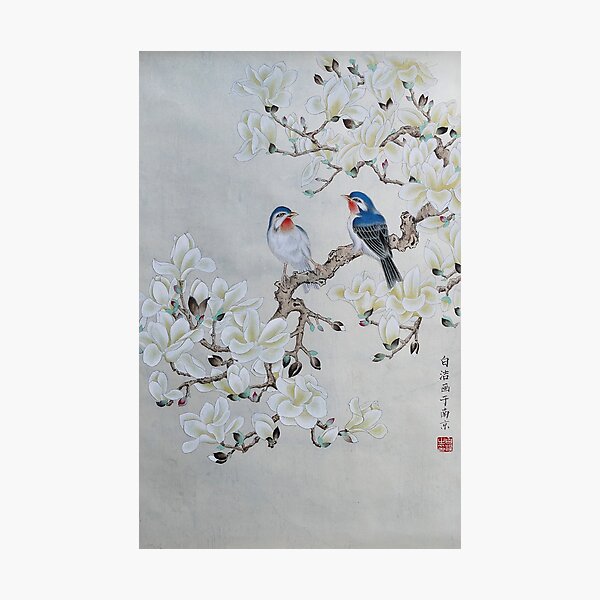 White Magnolia Photographic Print