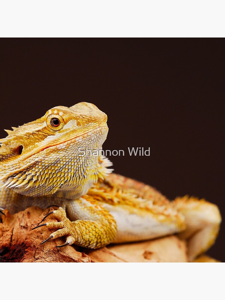 Central Bearded Dragon (Pogona vitticeps) by ShannonPlummer