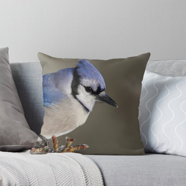 Item preview, Bluejay close up designed and sold by Rob Lavoie.