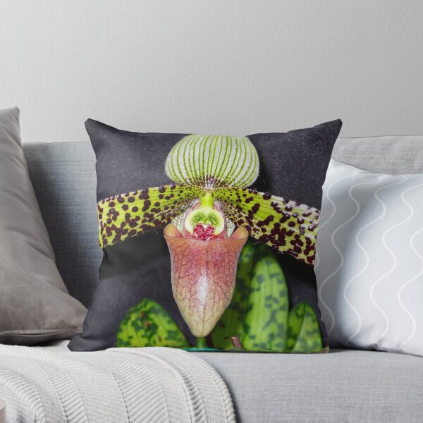 Item preview, paphiopedilum sukhakuli designed and sold by supergold.