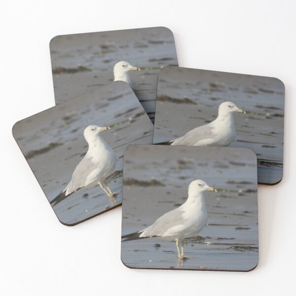 Item preview, Gansett Gull designed and sold by Autumn Seas Photography.