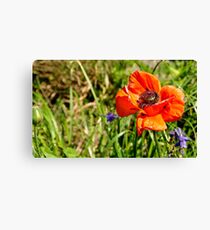Vibrant Poppy Canvas Print
