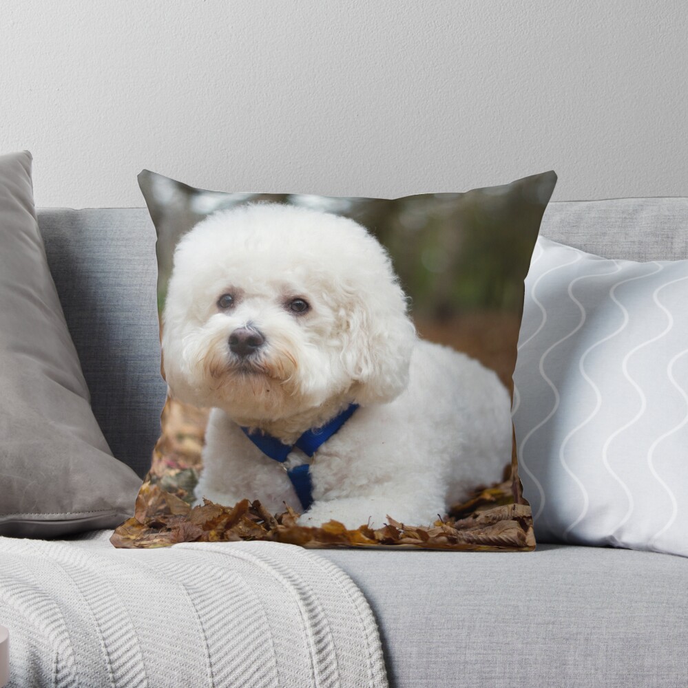 bichon frise shaped pillow