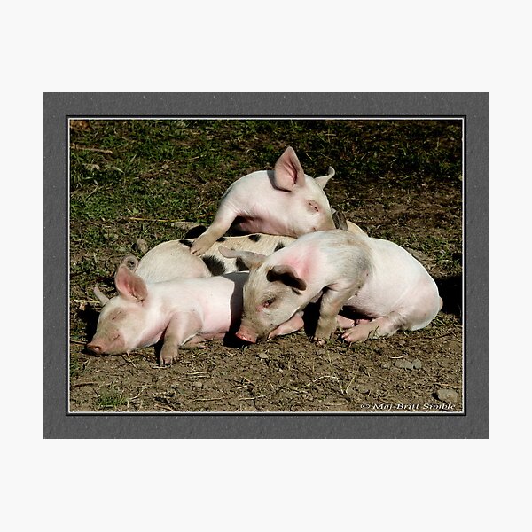 "Oh - W e are so tired..." Photographic Print