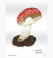 Fly Agaric (Amanita Muscaria) Poster
