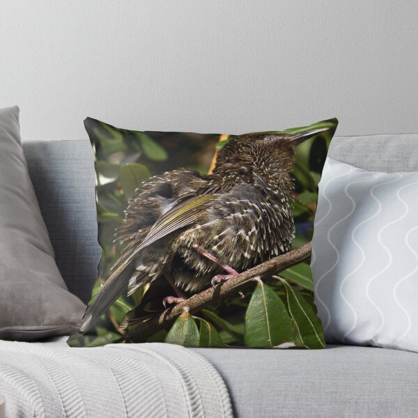 Item preview, Fluffed up honey eater at Turrimetta beach designed and sold by Doug Cliff.