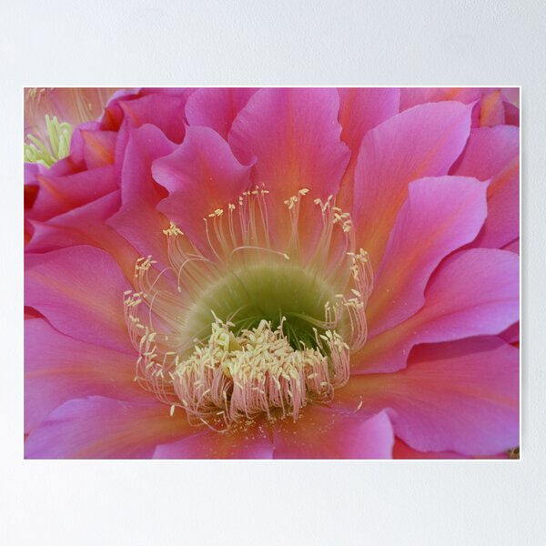 Item preview, Heart of Pink Neon Argentine Giant  designed and sold by B.L. Thorvilson.