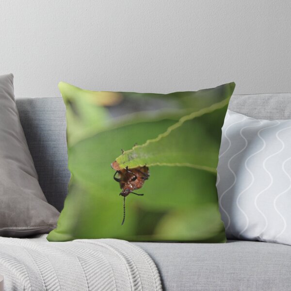 Item preview, BROWN DARKLING BEETLE (Honeybrown Beetle). designed and sold by briangardphoto.