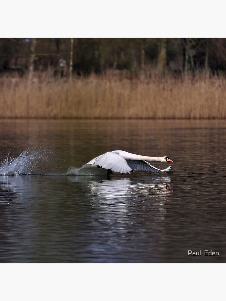 Swan Take-off by pauleden