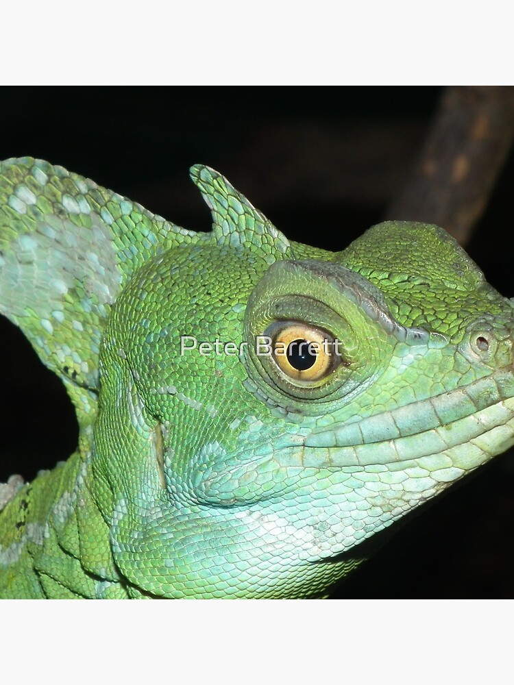 Green Basilisk by hartrockets