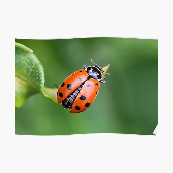 Ladybug, Ladybug Fly Away Home Poster