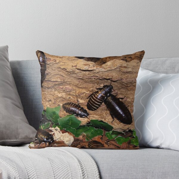 Item preview, Giant Madagasca Hissing Cockroaches designed and sold by AnnDixon.