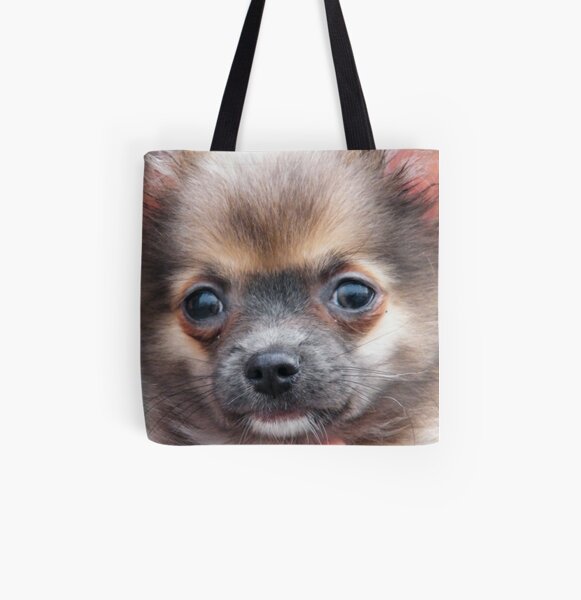 chihuahua accessories uk