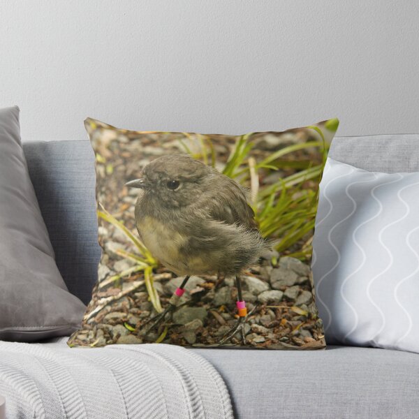 Item preview, Stewart Island Robin - Ulva Island, New Zealand designed and sold by Phil McComiskey.