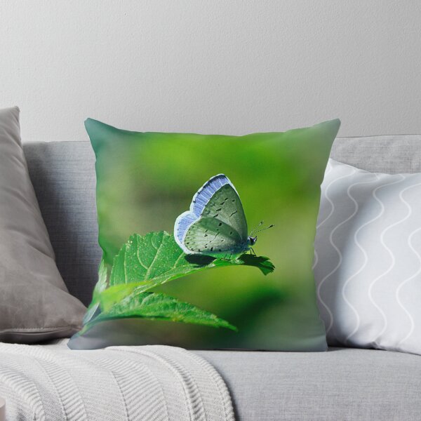 Item preview, Little Beauty designed and sold by Brenda Burnett.