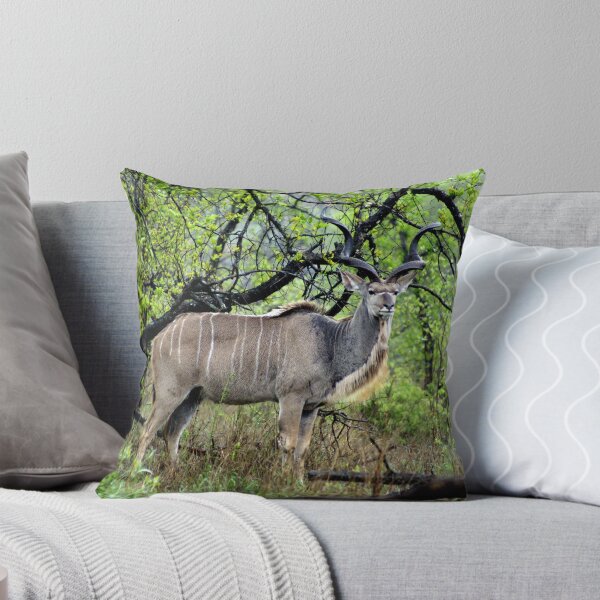 Item preview, Kudu after Spring Rain - Kruger National Park designed and sold by eyedocbrian.