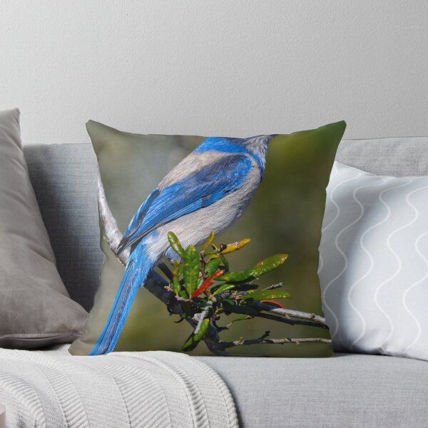 Item preview, Florida Scrub-jay designed and sold by Tom Dunkerton.