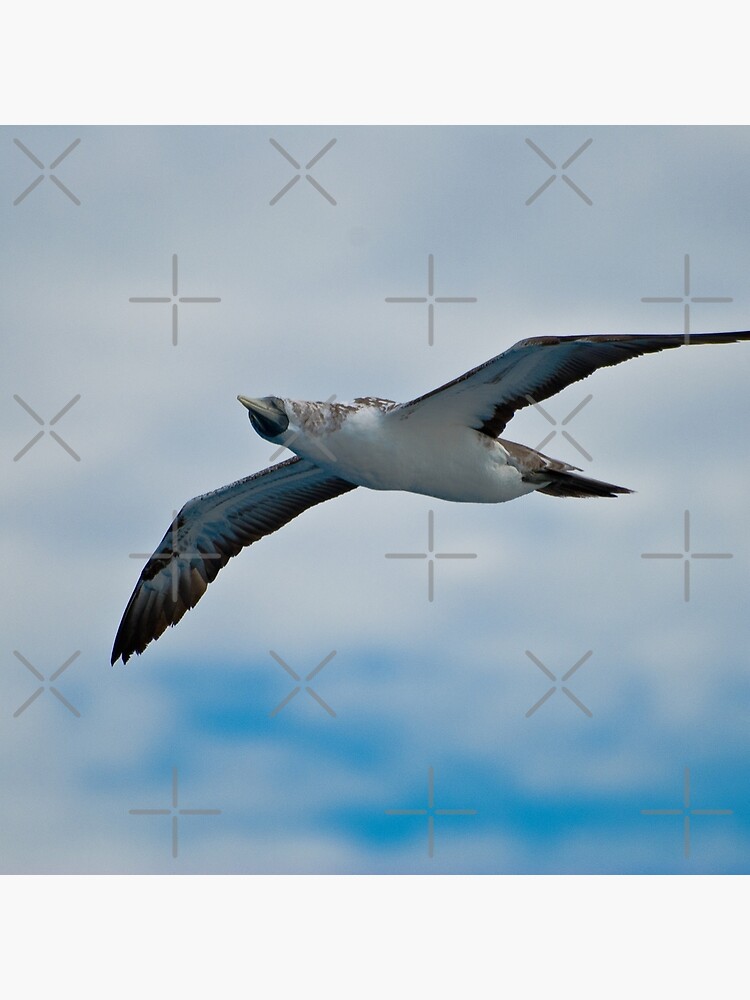 Seagull in Flight by photorolandi
