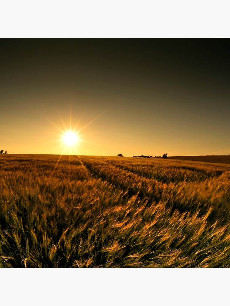 Sunny crop by tontoshorse
