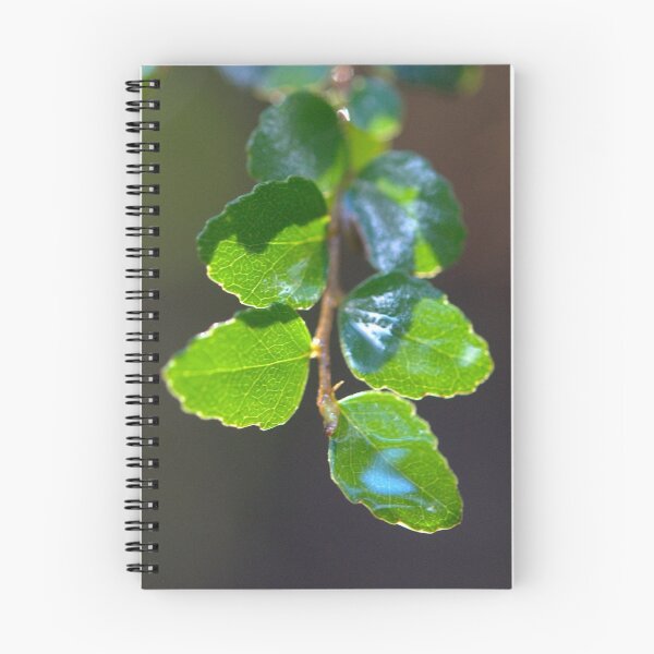 Artikelvorschau, Fagus - im Regenwald entworfen und verkauft von GreenNote.
