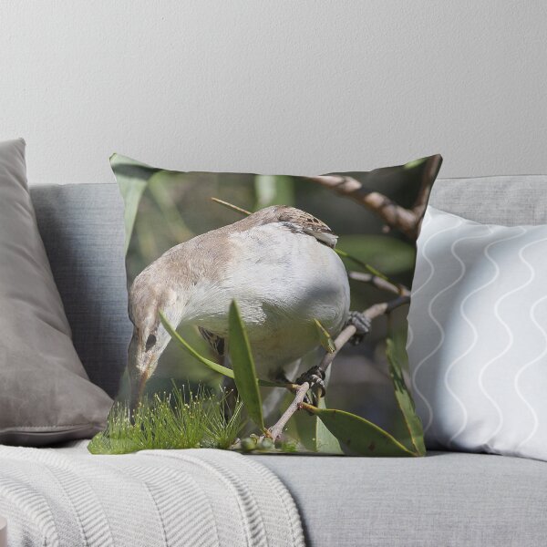 Item preview, white winged triller designed and sold by birdpics.