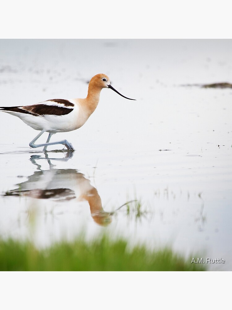 That Lovely Stride (Avocet in Central Wyoming) by annruttle