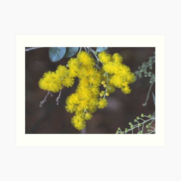 Acacia podalyriifolia Art Print
