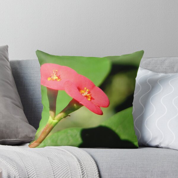 Aperçu de l'œuvre Euphorbia splendons single flower créée et vendue par Linda Gleisser.