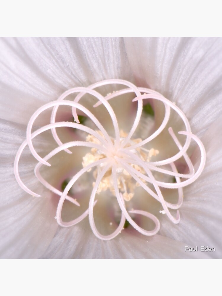 Spiral by pauleden