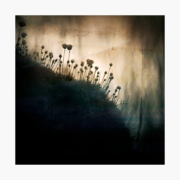 wild things - number 1 Photographic Print