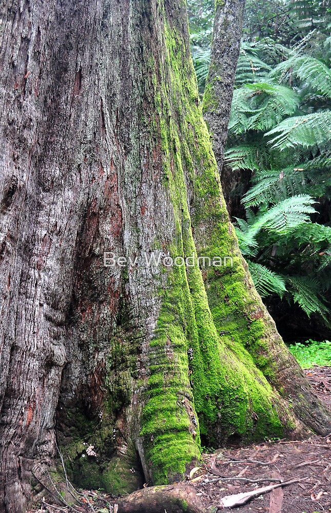 "Mt Wilson NSW Giant Tree Cathedral of Ferns (2)" by Bev Woodman