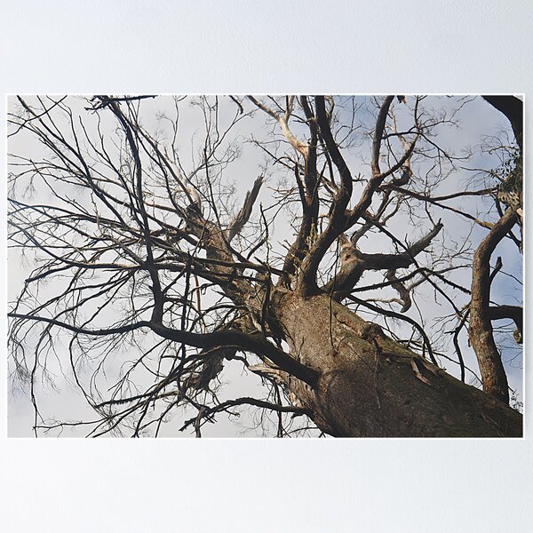 Item preview, Mt Wilson NSW - Giant Tree - Cathedral of Ferns (3) designed and sold by Bev Woodman.