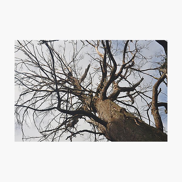 Item preview, Mt Wilson NSW - Giant Tree - Cathedral of Ferns (3) designed and sold by Bev Woodman.
