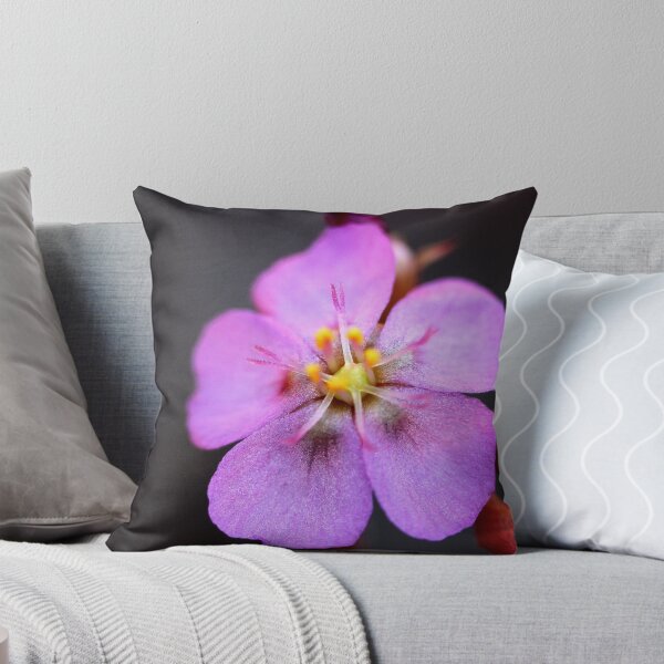 Item preview, Drosera spatulata  designed and sold by andrachne.