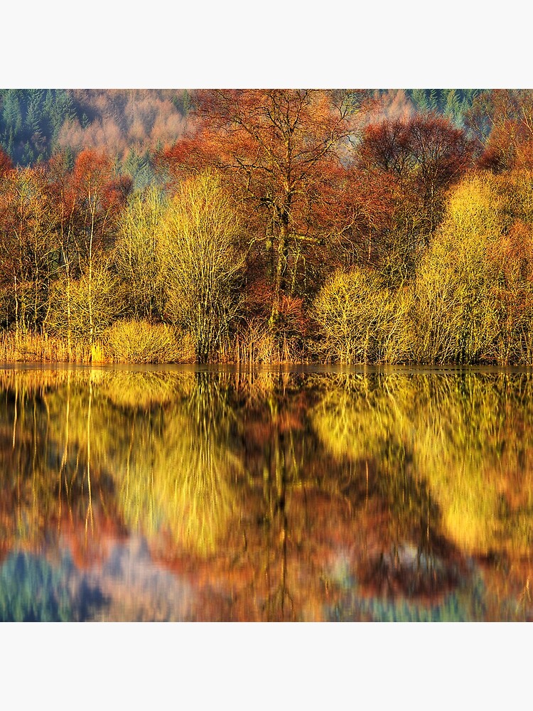 Chon Colours (1) by Shuggie