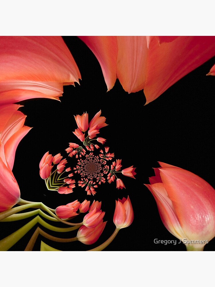 Jitterbug Orange Tulip by nikongreg