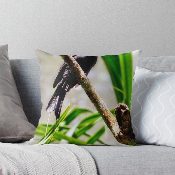 Item preview, Ribbon-tailed or Paradise Drongo designed and sold by Normf.