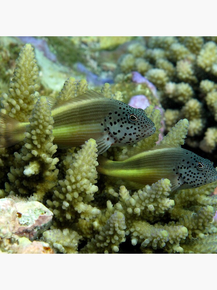 Hawkfish pair by neoniphon