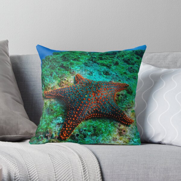 Panamic Cushion Star (Pentaceraster cumingi) on rock, underwater view, Ecuador, Galapagos Archipelago, Espanola Island Throw Pillow