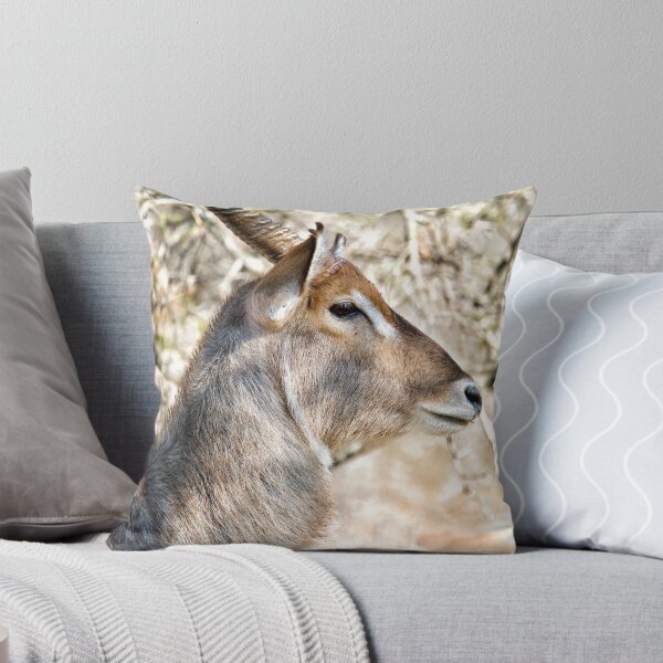 Item preview, Male Waterbuck Close Up designed and sold by Michael Moss Photography.