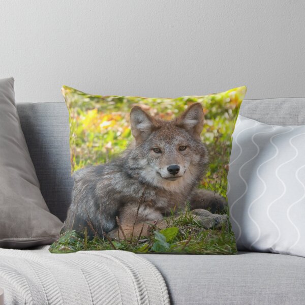 Item preview, Coyote - Nap time designed and sold by Benjamin Brauer.