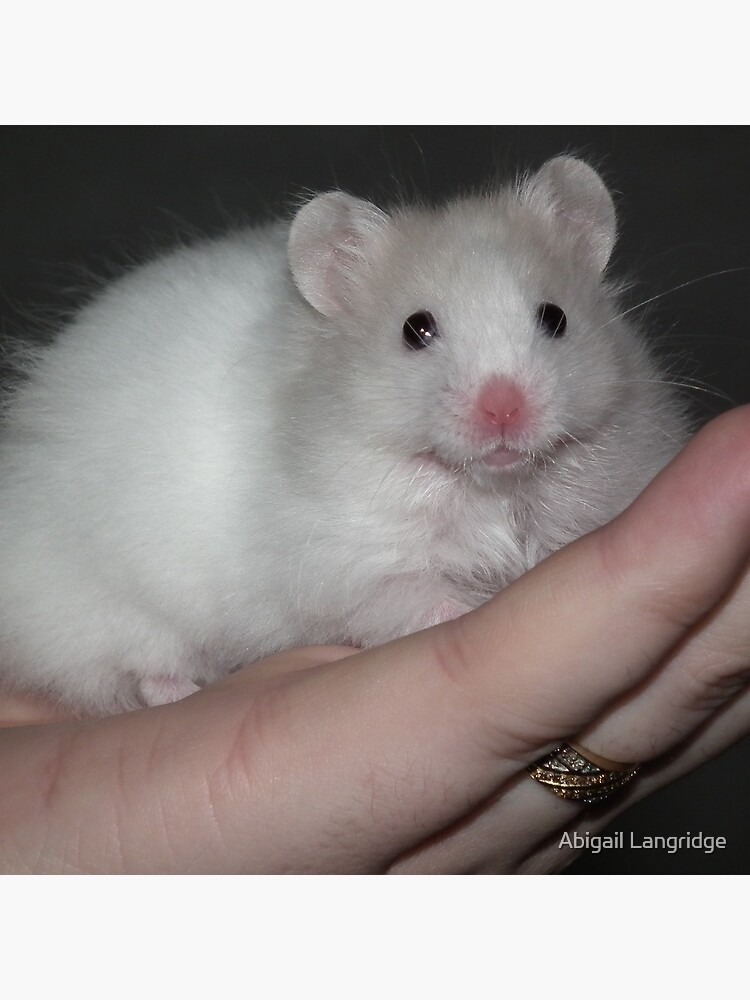 white syrian hamster\
