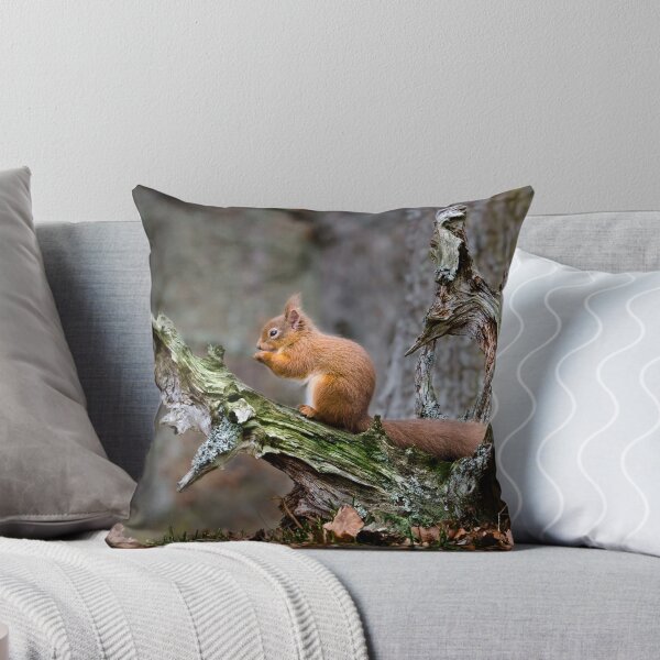 Aperçu de l'œuvre Red Squirrel in The Caledonian Forest créée et vendue par Chris McIlreavy.