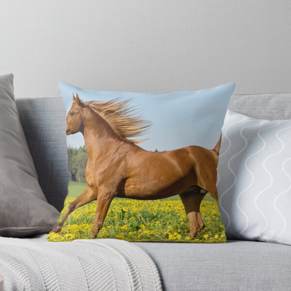 Arab horse stallion Dekokissen
