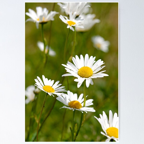 Item preview, Lawn Daisies designed and sold by buttonpresser.