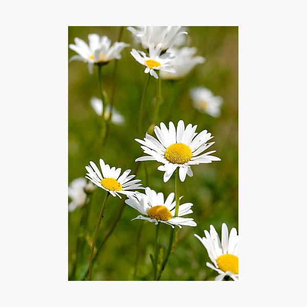 Item preview, Lawn Daisies designed and sold by buttonpresser.