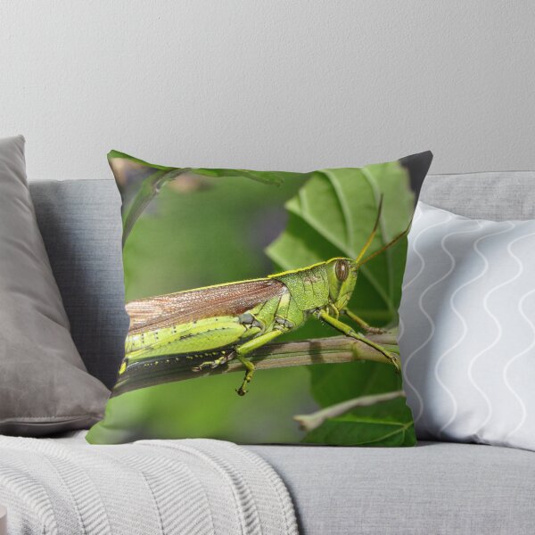 Artikelvorschau, Obscure Bird Grasshopper entworfen und verkauft von Kathy Baccari.