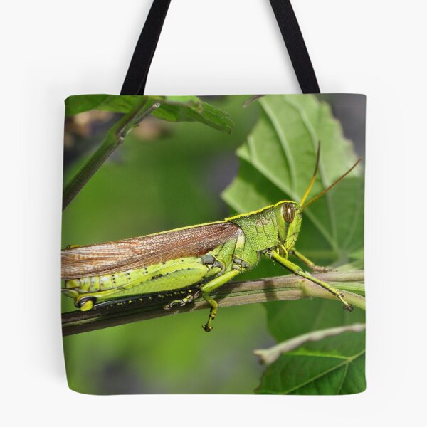 Artikelvorschau, Obscure Bird Grasshopper entworfen und verkauft von Kathy Baccari.
