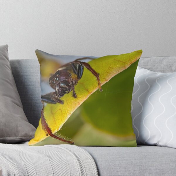 Item preview, Biting Jumping Spider - Opisthoncus mordax (about to Jump) designed and sold by Normf.
