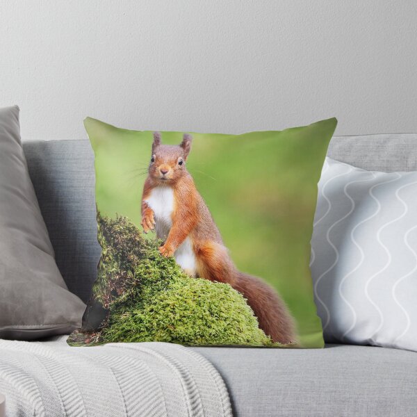 Aperçu de l'œuvre Red Squirrel créée et vendue par Grant Glendinning.